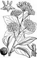 Ivy - Hedera helix L.