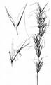 Meadow Oat-Grass - Helictochloa pratensis (L.) Romero Zarco