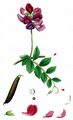 Sea Pea - Lathyrus japonicus Willd.