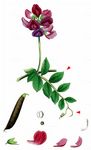 Strand-Platterbse - Lathyrus japonicus Willd. 