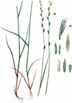 Lein-Lolch - Lolium remotum Schrank 