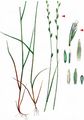 Flaxfield Rye-Grass - Lolium remotum Schrank