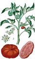 Tomato - Lycopersicon esculentum Mill.