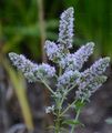 Round-Leaved Mint - Mentha suaveolens Ehrh.