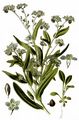 Alpine Forget-Me-Not - Myosotis alpestris F. W. Schmidt
