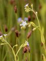Woodland Forget-Me-Not - Myosotis nemorosa Besser