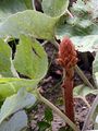 Butterbur Broomrape - Orobanche flava F. W. Schultz