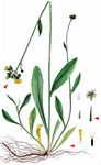 Wiesen-Habichtskraut - Pilosella caespitosa (Dumort.) P. D. Sell & C. West 