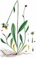 Yellow Fox-And-Cubs - Pilosella caespitosa (Dumort.) P. D. Sell & C. West