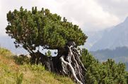 Dwarf Mountain-Pine - Pinus mugo Turra