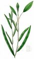 Loddon Pondweed - Potamogeton nodosus Poir.