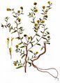 Small Fleabane - Pulicaria vulgaris Gaertn.