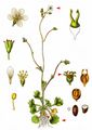 Meadow Saxifrage - Saxifraga granulata L.