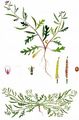 Prostrate Rocket - Sisymbrium supinum L.