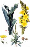 Kleinblütige Königskerze - Verbascum thapsus L. 