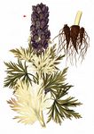 Hochgebirgs-Eisenhut - Aconitum tauricum Wulfen 