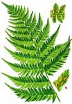 Wald-Frauenfarn - Athyrium filix-femina (L.) Roth 