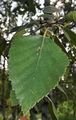 Downy Birch - Betula pubescens Ehrh.