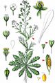 Shepherd's-Purse - Capsella bursa-pastoris (L.) Medik.