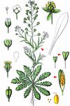 Gewöhnliches Hirtentäschel - Capsella bursa-pastoris (L.) Medik. 