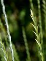 Tall Wheatgrass - Elytrigia obtusiflora (DC.) Tzvelev