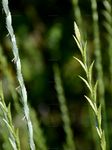 Pontische Quecke - Elytrigia obtusiflora (DC.) Tzvelev 