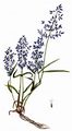 Kleines Liebesgras - Eragrostis minor Host
