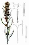 Wald-Ruhrkraut - Gnaphalium sylvaticum L. 