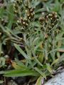 Wald-Ruhrkraut - Gnaphalium sylvaticum L.