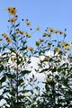 Jerusalem Artichoke - Helianthus tuberosus L.