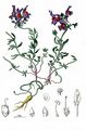 Alpen-Leinkraut - Linaria alpina (L.) Mill.
