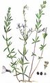 Gestreiftes Leinkraut - Linaria repens (L.) Mill.