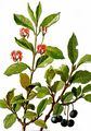 Black-Berried Honeysuckle - Lonicera nigra L.