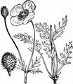 Rough Poppy - Papaver hybridum L.