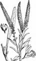 Weld - Reseda luteola L.