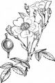 Field-Rose - Rosa arvensis Huds.
