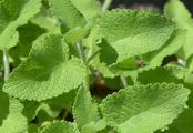 Whorled Clary - Salvia verticillata L.