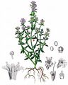 Garden Thyme - Thymus vulgaris L.