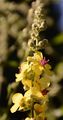 Moth Mullein - Verbascum blattaria L.