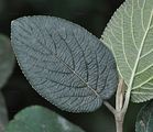 Wayfaring-Tree - Viburnum lantana L.
