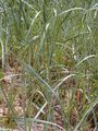 Hybrid Marram - X Calammophila baltica (Schrad.) Brand