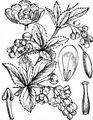 Barberry - Berberis vulgaris L.