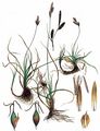 Frühlings-Segge - Carex caryophyllea Latourr.