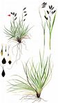 Ruß-Segge - Carex fuliginosa Schkuhr 