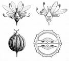 Coriander - Coriandrum sativum L.