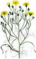 Narrow-Leaved Hawk's-Beard - Crepis tectorum L.