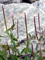 Hill Willowherb - Epilobium collinum C. C. Gmel.