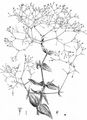 Durchwachsenblättriges Gipskraut - Gypsophila perfoliata L.