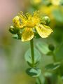 Spotted St John's-Wort - Hypericum dubium Leers