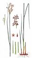 Spitzblütige Binse - Juncus acutiflorus Ehrh. ex Hoffm.